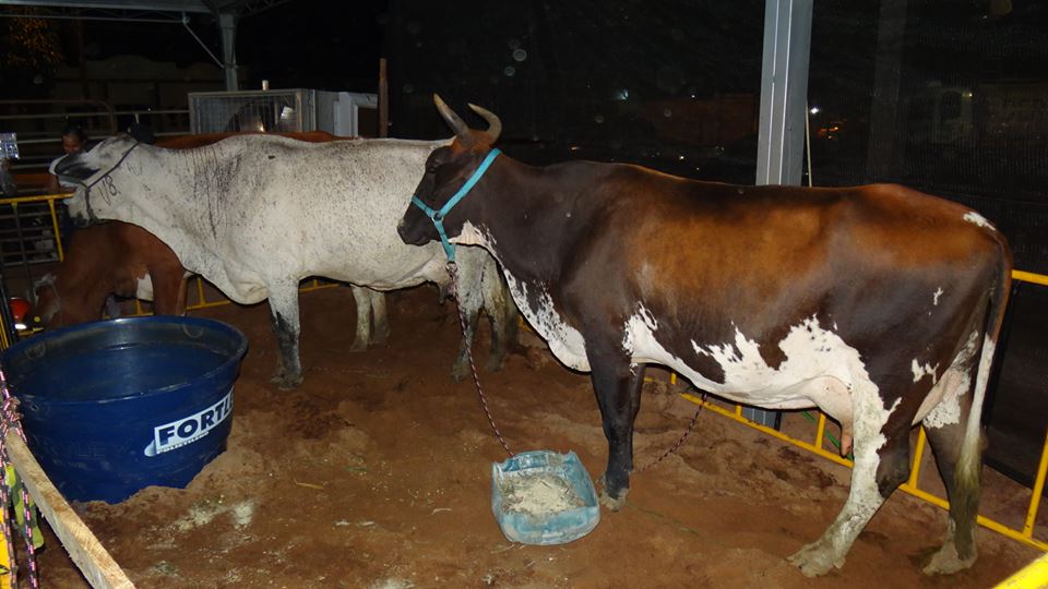 images_ORDENHA-02