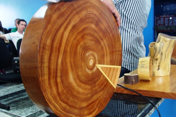 Mogno Asiático surge como alternativa viável de Floresta Plantada em Rondônia