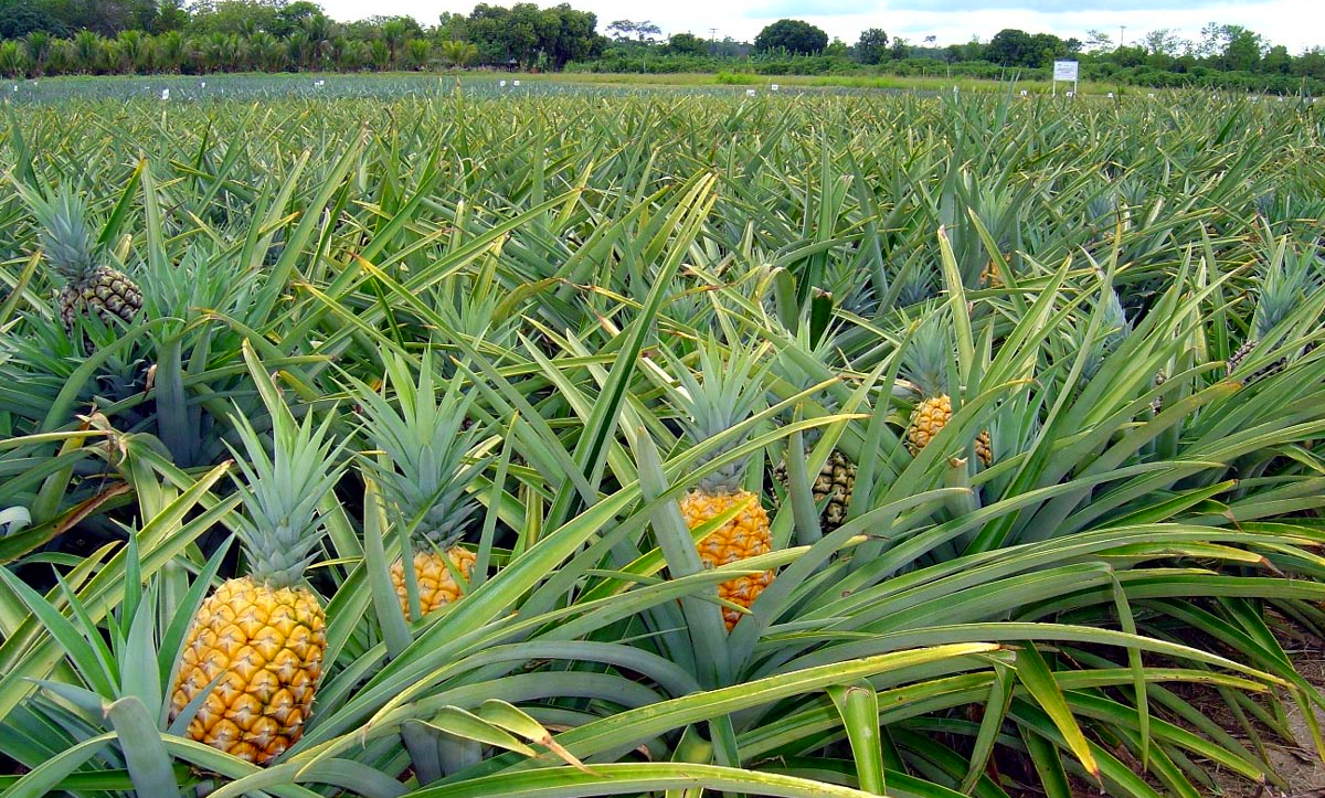 Semagric transporta gratuitamente 50 toneladas de alimentos por semana da Agricultura Familiar
