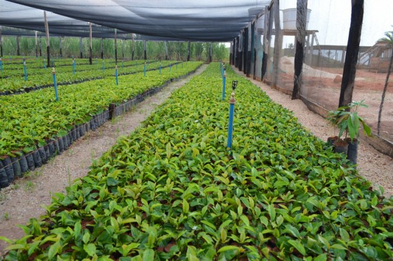 Viveiristas vão faturar R$ 4,2 milhões com venda de mudas de café clonal em Rondônia