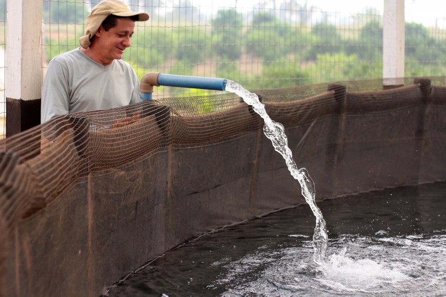 Fazenda Futuro colhe abacaxis até outubro e amplia parcerias para tanques ecológicos