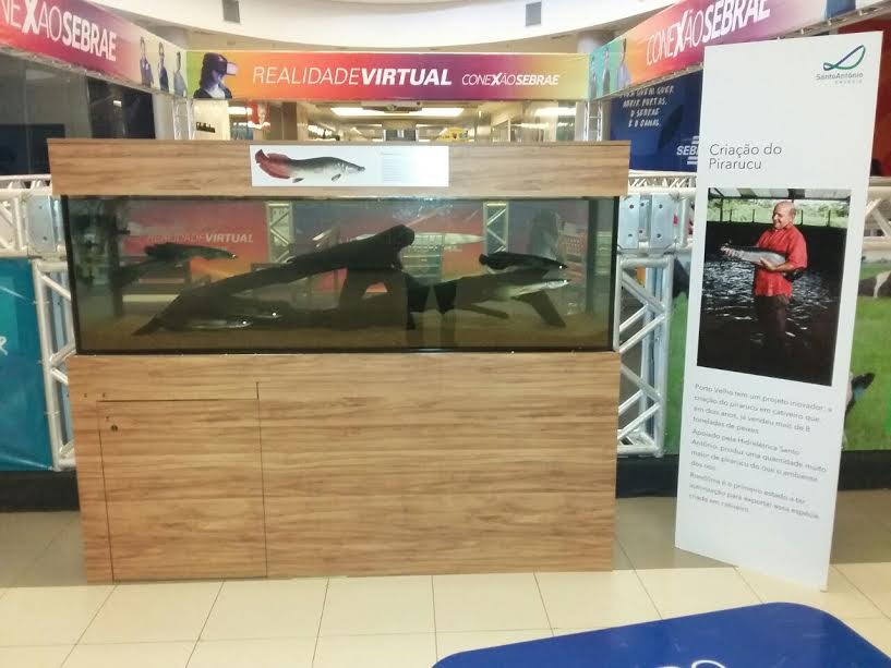 Santo Antônio Energia apoia Conexão Sebrae com exposição de pirarucus