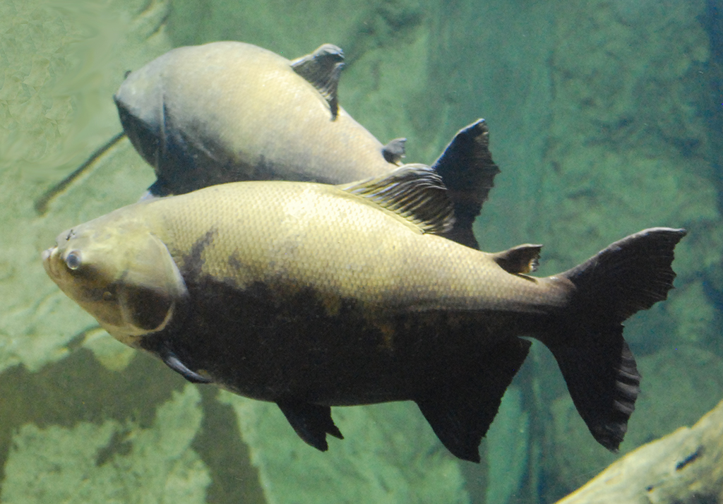 Dia de Mercado da Aquicultura define ações para o mercado do peixe em Rondônia