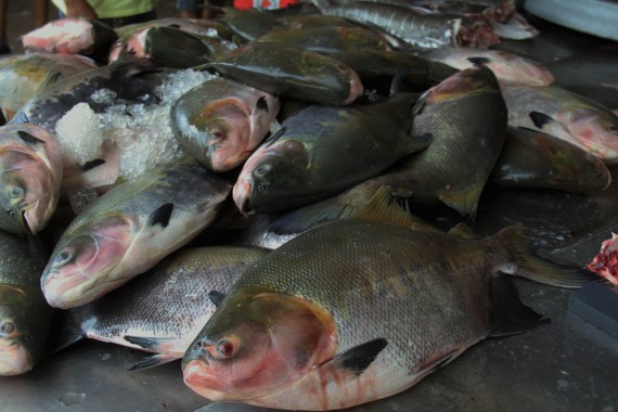Rodada da Piscicultura reúne produtores e compradores dia 17 em Ariquemes