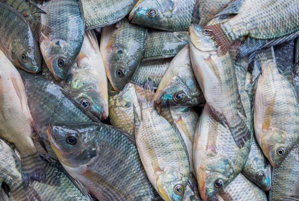 Legislação e procedimentos para fiscalização da pesca em Rondônia serão discutidos em reunião em Cabixi e Pimenteiras