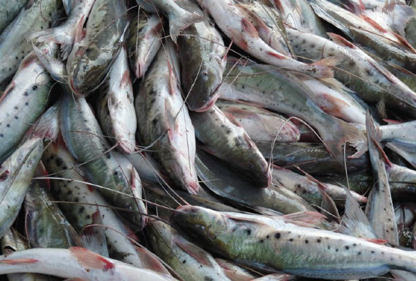 Lanagro de Goiás é referência internacional em DNA de peixes