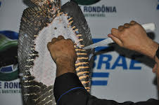Semana do Peixe que acontece em todo Brasil e teve seu lançamento na Fiesp