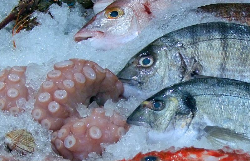 Criada a Câmara Setorial da Produção e Indústria de Pescado