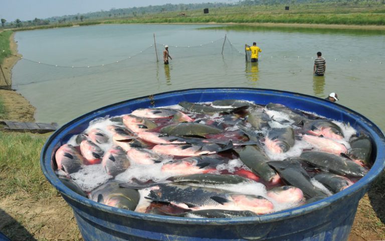 Oportunidade na Piscicultura em Rondônia