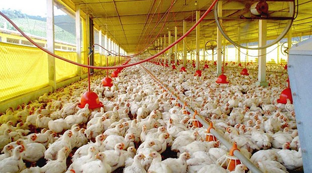 A força da avicultura brasileira segue movimentando o campo e abastecendo milhões de famílias.