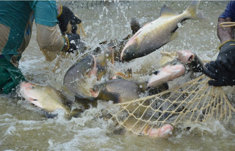 Estado de Rondônia terá pisciculturas mapeadas