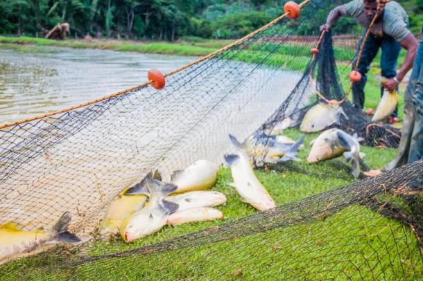 Produtores da agricultura familiar fazem a despesca para abastecer o comércio durante a Semana Santa