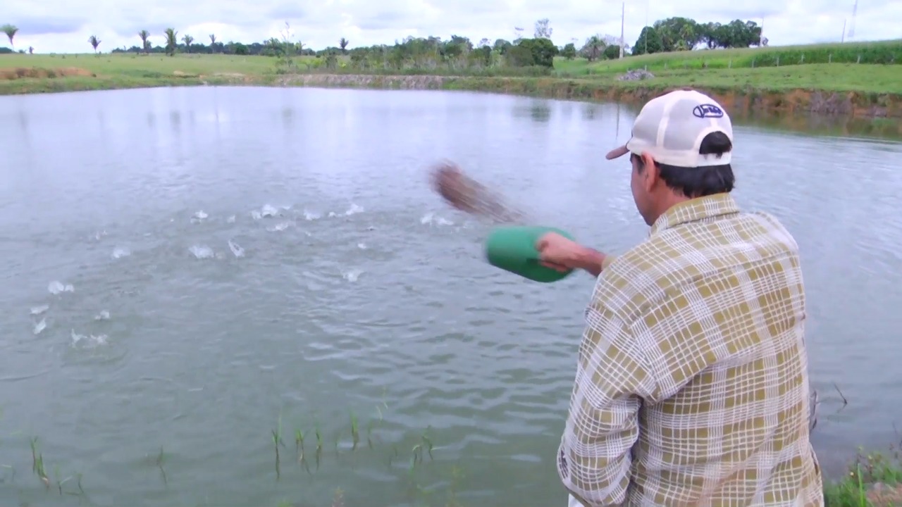 Produtor troca a criação de gado pelo peixe em Rondônia