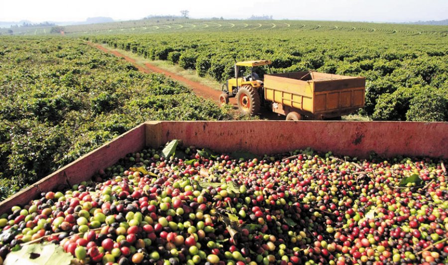 Agro de Rondônia, a agricultura familiar que sustenta o presente e desafia o futuro Do pequeno ao grande, a cadeia que alimenta o mundo não pode romper