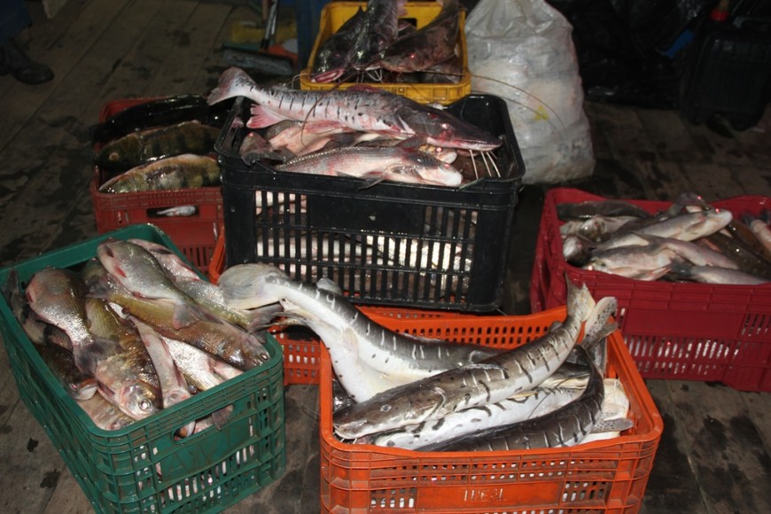 Em quatro meses, fiscalização ambiental apreendeu mais de uma tonelada de peixes e doou a entidades assistenciais