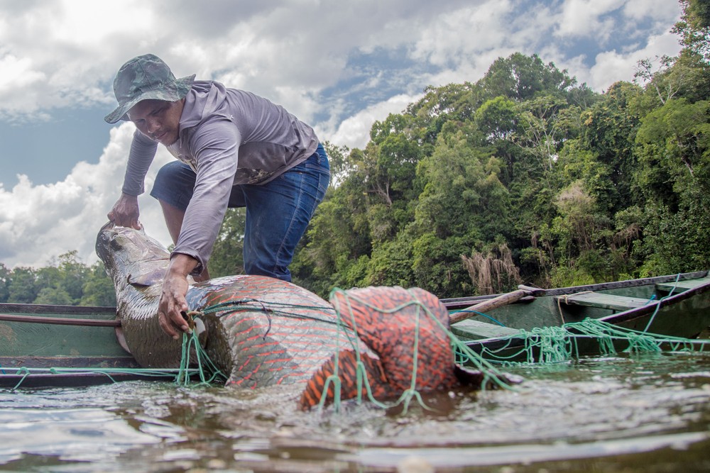 Período de defeso termina e pesca de pirarucu é liberada