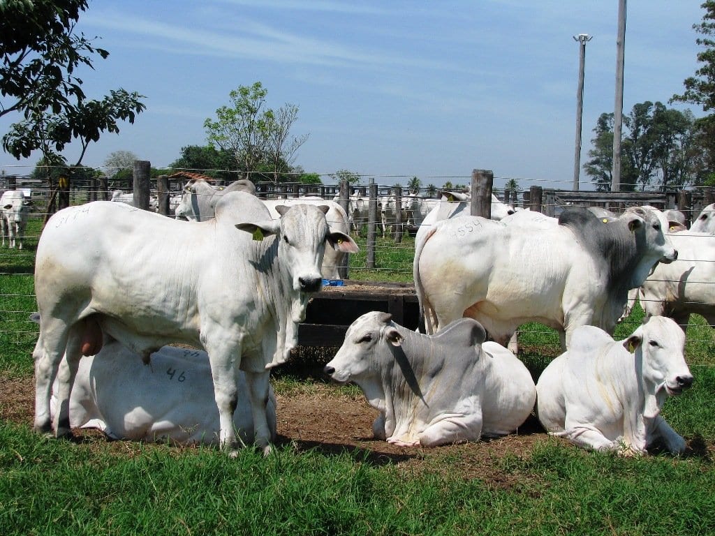Preço do Boi Gordo em Rondônia para nesta quarta-feira