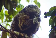 VÍDEO: macaco parauacu é visto na região de Candeias do Jamari em Rondônia