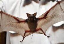Rondônia confirma caso de raiva em morcego e delimita área de vacinação