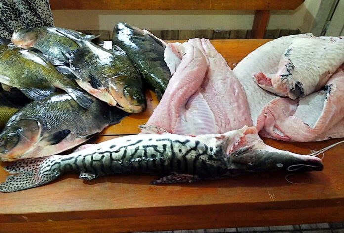 peixes tambaqui, caparari e pirarucu