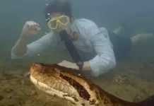 VÍDEO- Cientistas descobrem nova espécie de sucuri-verde na Amazônia