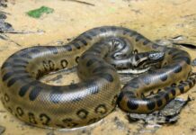 VÍDEO: Anaconda verde é encontrada por biólogo em Porto Velho