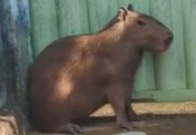 VÍDEO: Bombeiros capturam capivara na zona urbana de Porto Velho