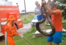 VÍDEO: Morador captura cobra após réptil aparecer na área urbana da cidade