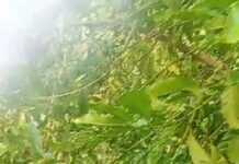 VÍDEO: No dia mundial do café, produtor tem parte da plantação roubada