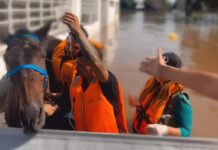 Mais de 11 mil animais afetados pelas enchentes no Rio Grande do Sul foram resgatados