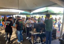 Vereadora Márcia Socorristas Animais prestigia feira de adoção de animais resgatados no Baixo Madeira