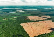 Amazônia tem queda de 40,5% no desmatamento em 2024 após período de sucessivos crescimentos