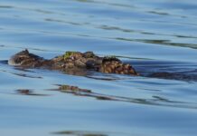Projeto do manejo sustentável de crocodilianos (jacarés) completa 20 anos na Reserva Extrativista do Lago do Cuniã Jacaretinga. Foto: Reprodução/ICMBio ... - Veja mais em https://portalamazonia.com/amazonia-ribeirinha/abate-de-jacares-no-lago-do-cunia/