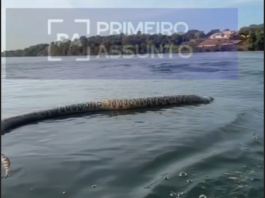 VÍDEO: Uma cobra gigante morta foi flagrada boiando no Lago da Usina Hidrelétrica