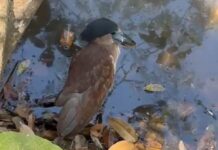 VÍDEO: De volta para casa: ave rara resgatada é devolvida à natureza após reabilitação
