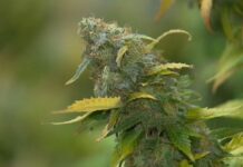 Entenda por que o Congresso pode derrubar o critério de 40 g de maconha decidido pelo STF