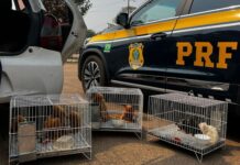 VÍDEO: PRF resgata animais silvestres ameaçados de extinção em Porto Velho/RO