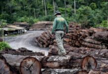 Exploração madeireira não autorizada em Rondônia aumenta em 2023: cresce pressão sob áreas protegidas
