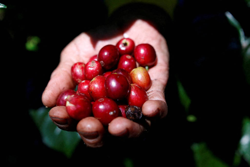 Efeitos das chuvas nas lavouras mantêm mercado do café em alerta