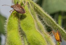 Bioinsumo com vespa parasitoide pode controlar percevejo da soja Foto: Divulgação