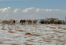 Deserto na Arábia Saudita registra neve pela primeira vez