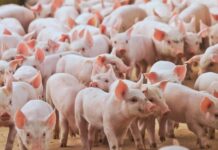 FAPERON – Suinocultura em Rondônia: desafios e potencial de desenvolvimento no setor A suinocultura brasileira continua atingindo patamares recordes de produção e exportação