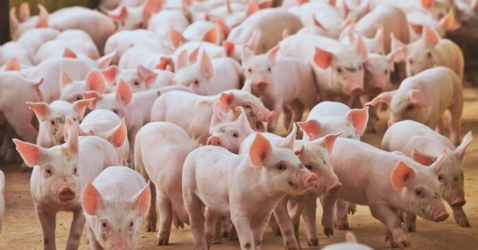 A suinocultura brasileira continua atingindo patamares recordes de produção e exportação
