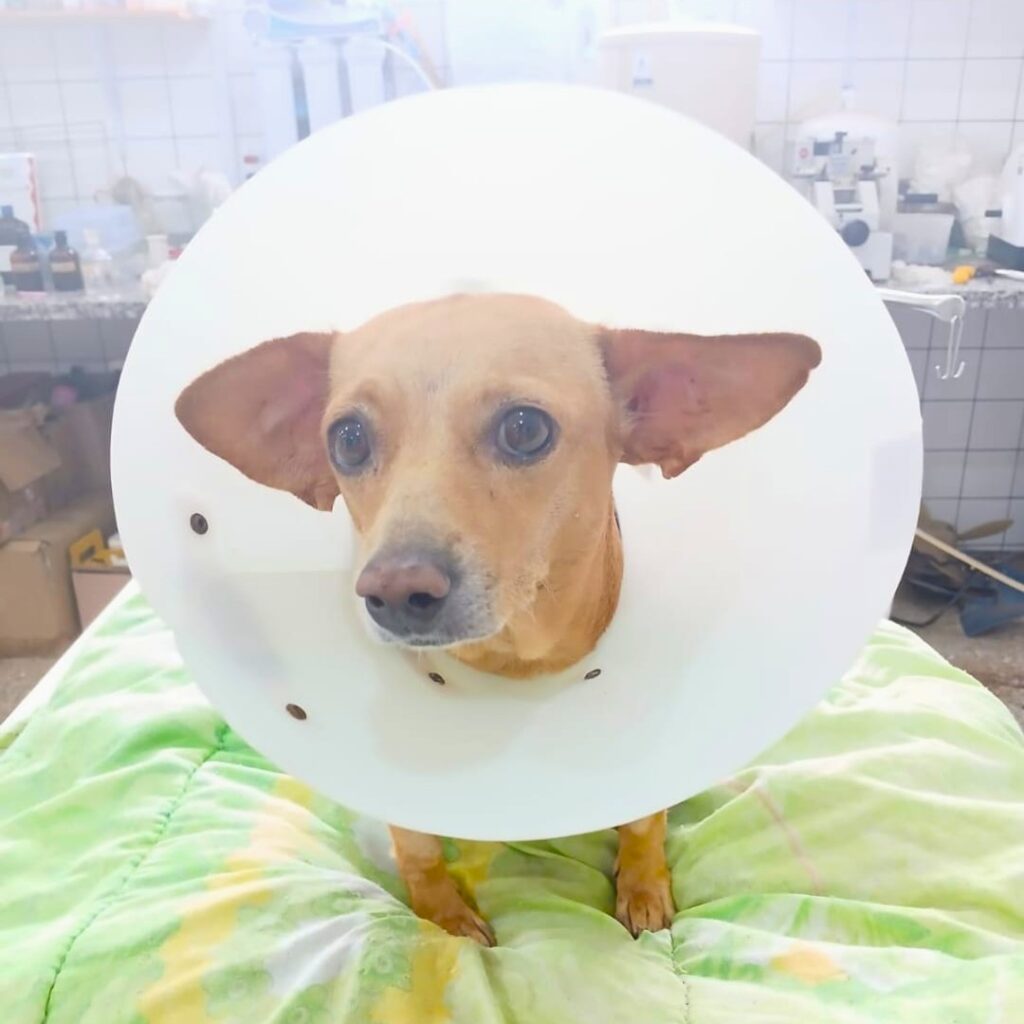 Em dezembro de 2024 foi realizado o primeiro estudo clínico do uso da pele do tambaqui em um paciente veterinário