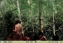 Funai divulga imagens de indígenas isolados nas TIs Massaco e Kawahiva do Rio Pardo
