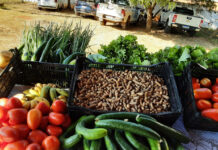 Mais de 350 produtores de Rondônia são aprovados no Programa de Aquisição de Alimentos Indígena Os produtos serão adquiridos dos produtores indígenas e distribuídos para entidades das comunidades locais