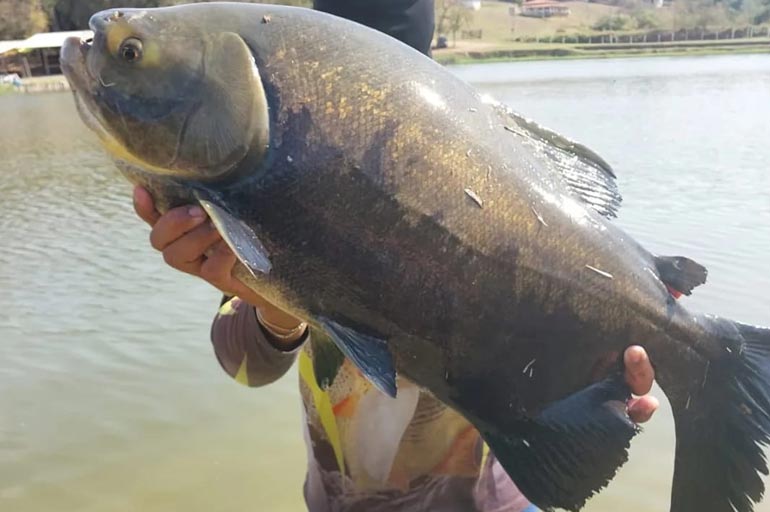 O Festival é uma excelente oportunidade para ampliar a visibilidade do pescado amazônico