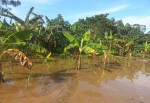 VÍDEO: Aumento dos níveis dos rios deixa plantações de bananas alagadas no distrito de Nova Mutum em Porto Velho