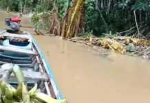 VÍDEO: Cheia devasta cultivos e deixa ribeirinhos em Estado de Emergência no baixo madeira em Porto Velho