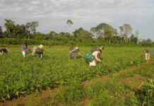 Governo Federal vai beneficiar 574 famílias de trabalhadores rurais em Rondônia